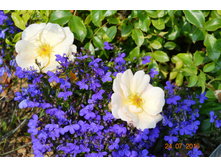 ����� ��� � �������