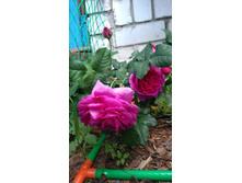 Young Lycidas (1).JPG