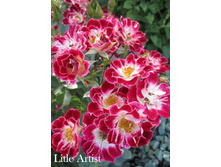 Litle Artist (�����������).jpg