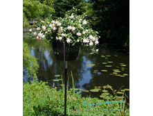  DSC2502 frank crop.jpg