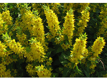 �������� ��������-50