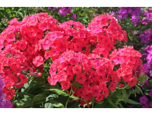 ����� ��������. 150