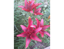 13606776 1442897425735826 961917565634874166 n.jpg