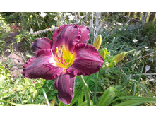 �������� Strutters Ball (�������� ���) ����� Moldovan, 1984 ���