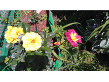 Golden Showers (4).JPG