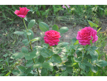 ��� �����