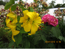 ������ �����