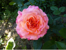 ������� �����