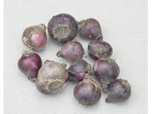 ������, ���������