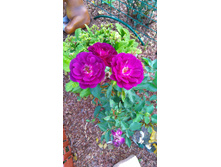 Midnight Blue (4).JPG