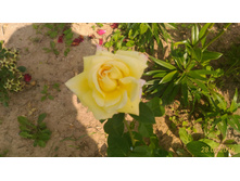 P 20160728 132450 1 p.jpg