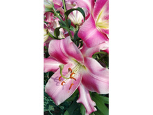 IMG 20160724 090821.jpg