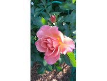 Pumpkin Patch (5).JPG