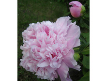 ���� Charles Leveque / Mlle Leonie Calot ���� ����� ����� / ����������� ����� ���� ������ 50��   3.77����