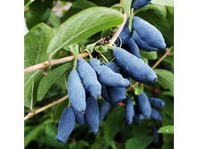 ��������� �������� ������� 2-����� 280���..jpg