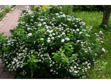 ������ ������������� 3-����� 120���..jpg