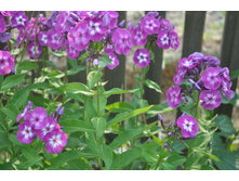 ����� �����