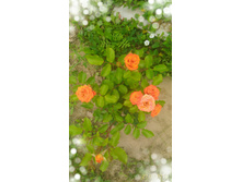 P 20160721 125946 1 p 1.jpg