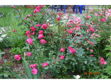 Alexander MacKenzie (�������)