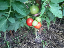 �������� ����� 4.06.16