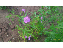 P 20160703 195309 p.jpg