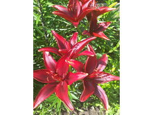 13626553 1444198445605724 4682639268919009553 n.jpg