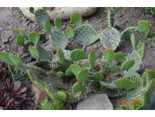 ������� ����������-100�