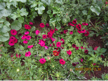 �������� 012.jpg