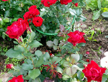 20160702 175417.jpg