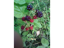IMG 20160728 090736.jpg