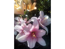 IMG 20160717 172651[1].jpg