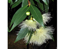 �������� ���������� Syzygium rubicundum- ������ �������� ...