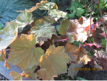 ������� ��� ��� ���� (Big Top Gold) -100 ��� (���)