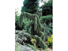 ������������ ������������ ��������  1.60 ����