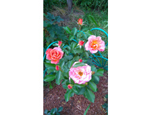 Pumpkin Patch (1).JPG