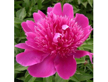 ���� Purple Spider ���� ���� ������� (�� �����) ������ 50�� 5.72 ����