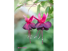 ������ Maxima