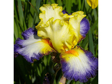 Bientôt l’Été - 12,29