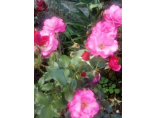 IMG 20160717 172239[1].jpg