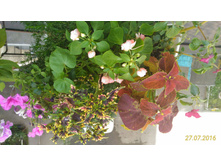 P 20160727 111421 1 p.jpg