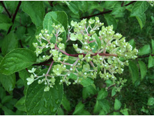 ������� �����