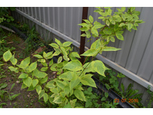 ����� ����� (��������� �����-������� ������ -250��