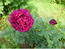 ������ ������...� �. �.