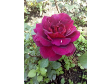 IMG 20160619 103500[1].jpg