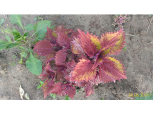 P 20160630 192518 p.jpg