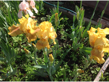 ���� �������