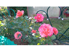 Easy Does It (7).JPG