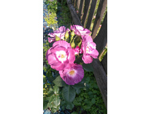 Blue for You (4).JPG