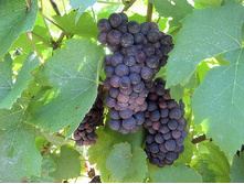 �������� ������ 160���..jpg