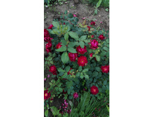 IMG 20160724 091758.jpg